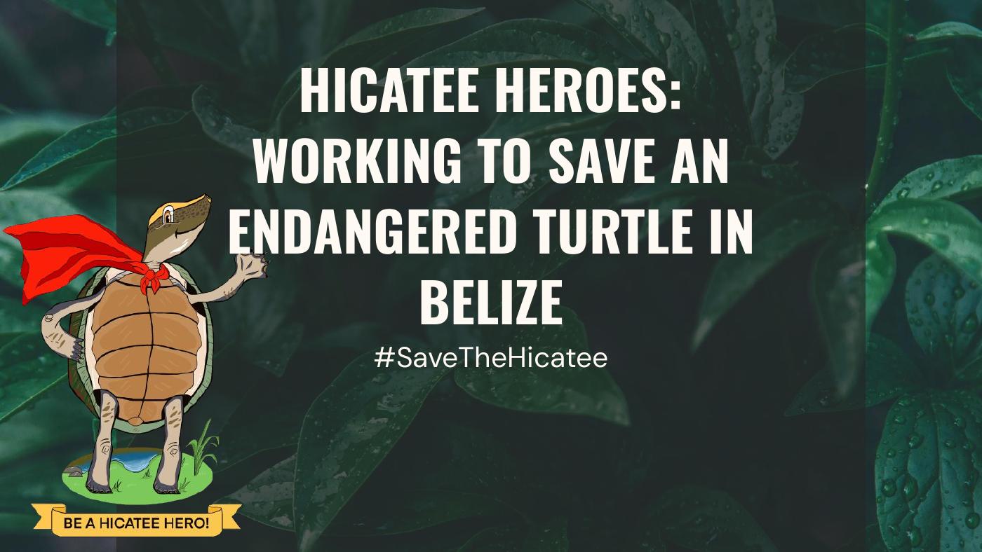 Hicatee Heroes | PDF to Flipbook