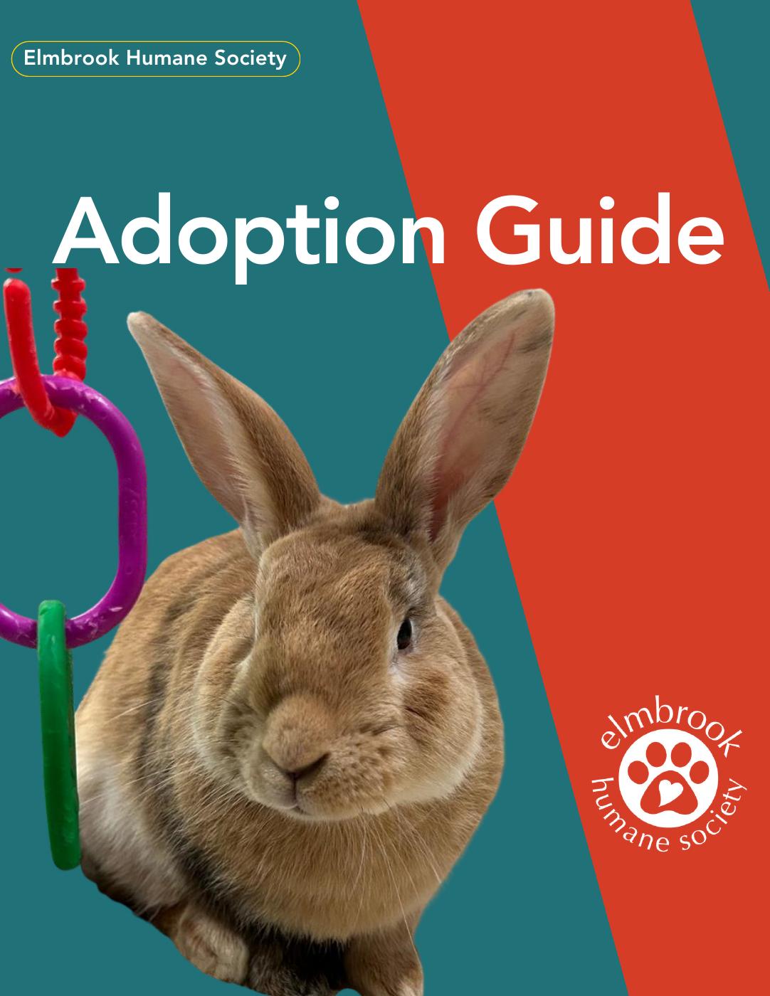 Rabbit Adoption Guide | PDF to Flipbook